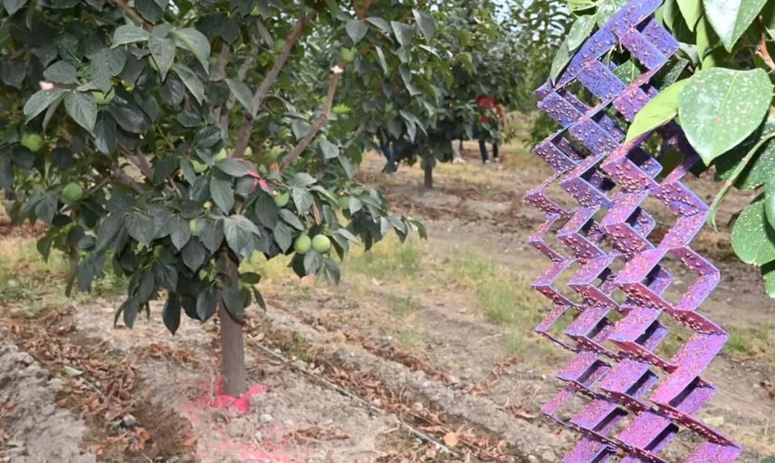 Honaz'da bilimsel yöntemle 500 bin steril erkek sinek salındı