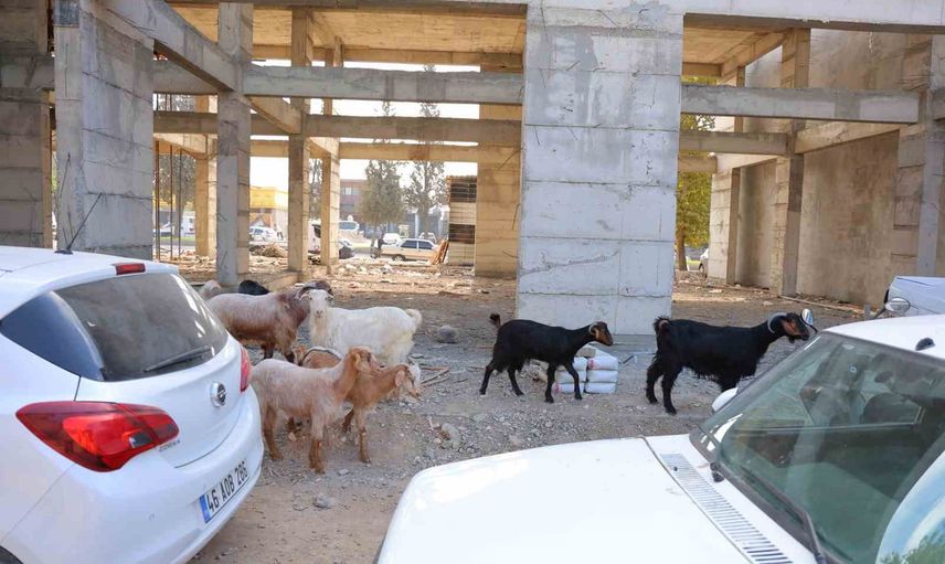 Küçük sanayi sitesinde başıboş dolaşan dokuz keçi için esnaf nöbette