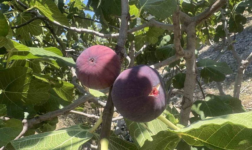 Ürünlü'de Bursa siyahı incirde zor sezon: üretim büyük oranda geriledi