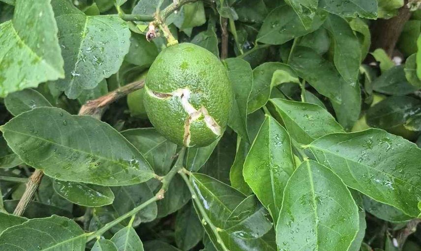 Adana'da dolu tarım arazilerinde hasar tespitleri başladı