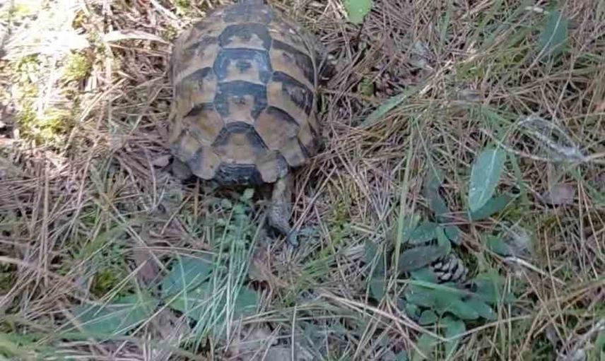 Mudurnu'da yangın ve muhabirin alevlerden çıkardığı kaplumbağa