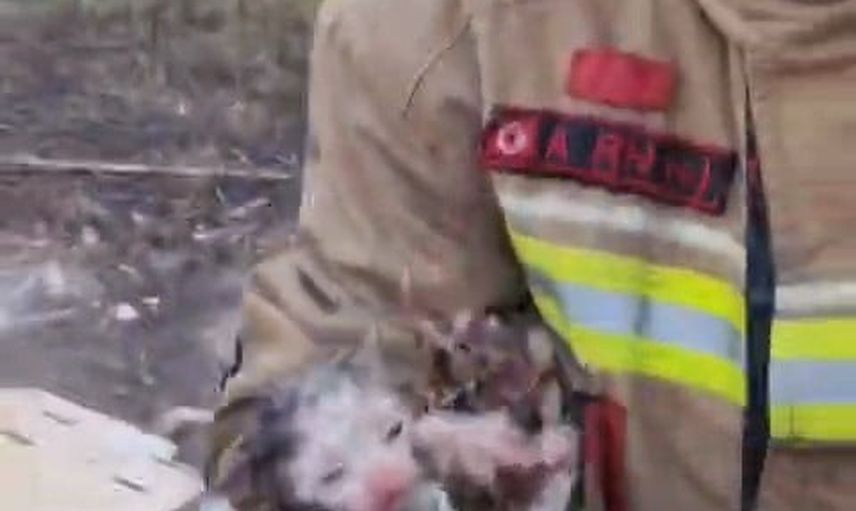 Alevli boş arsada mahsur kalan iki yavru kedi itfaiyenin müdahalesiyle kurtarıldı
