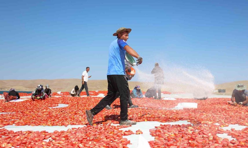 Elazığ tarlalarında güneş altında ekmek mücadelesi
