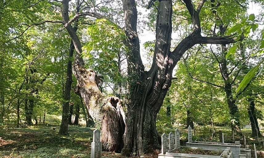İbradı mezarlığındaki anıtsal kestaneler sarmaşığın pençesinde