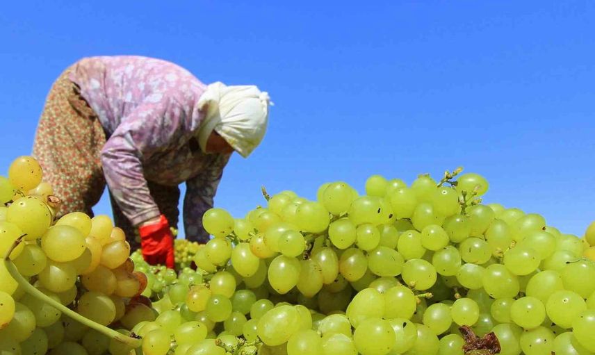 TARİŞ'ten üreticiye erken ödeme: çekirdeksiz üzümde avans 80 TL/kg