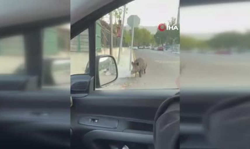 Siteye giren yaban domuzu polis müdahalesiyle etkisiz hale getirildi