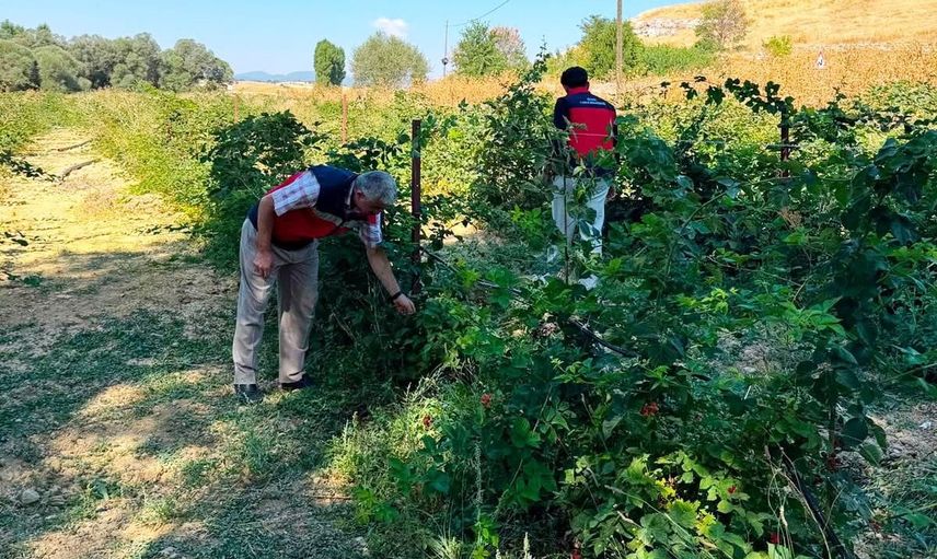 Selkisaray'da böğürtlen üretiminde yerinde teknik değerlendirme