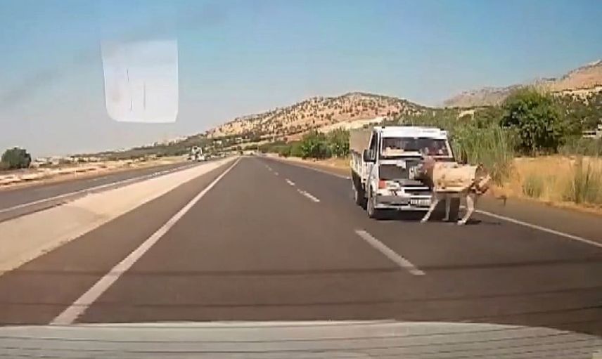 Yola çıkan eşek kamyonetin çarpmasıyla metrelerce havaya savruldu