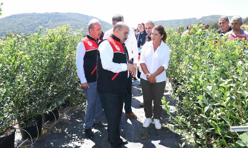 Gönen'de tarım sahasında yaban mersini hasadı: vali üreticilerle bir araya geldi