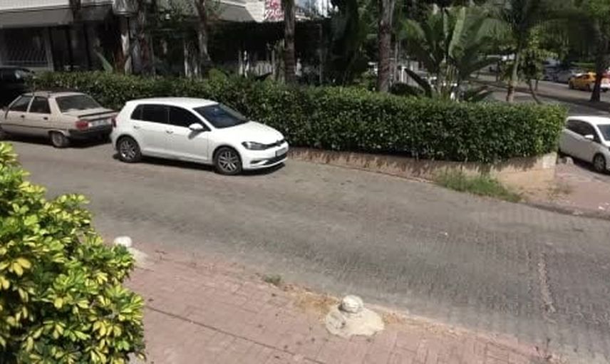 Komşular, pitbullun telef ettiği kedinin ardından köpek sahibine tepki gösterdi