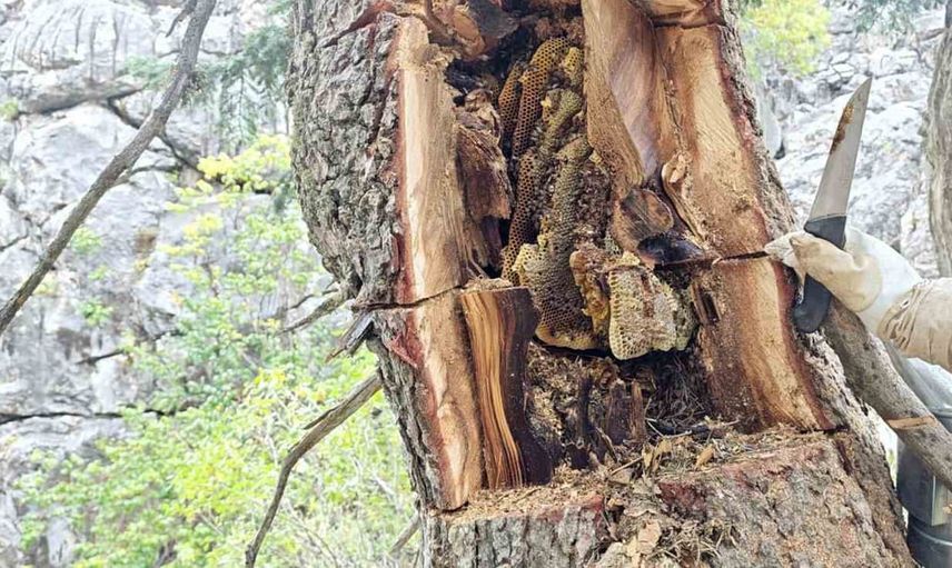 Toroslarda iz peşinde: firari arıları takip edip doğal kovuklardan bal çıkaran avcılar