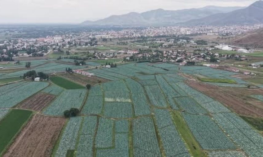 Muş ovasında lahana hasadı başladı, 165 milyon liralık katkı hedefleniyor