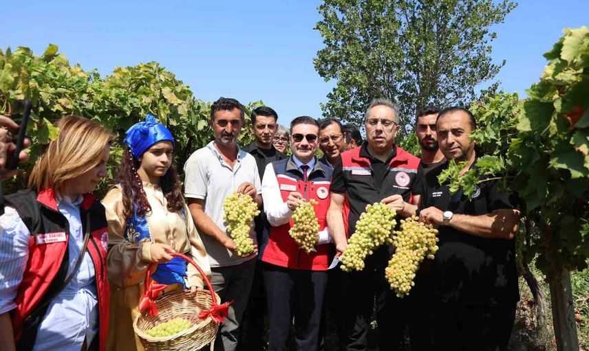 gökçeada'da bağlarda hasat ve tarım çalışmaları değerlendirildi