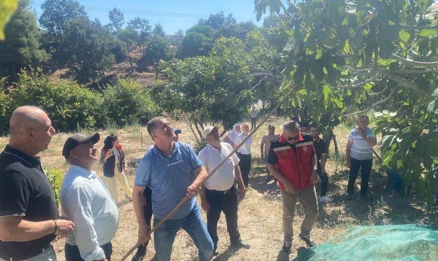 Gölcük'te sürdürülebilir hasat vurgusu: kaymakam Arıkan üreticilerle sahada