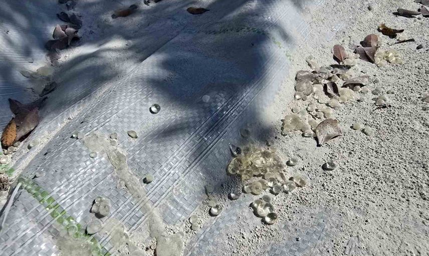Muğla'da 11 yıllık sabır meyvesini verdi: sakızda yeni dönem