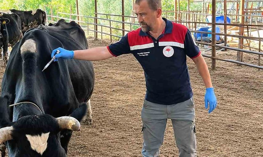 Ortaca'da koruyucu aşılarla büyükbaş hayvan sağlığı güçlendiriliyor