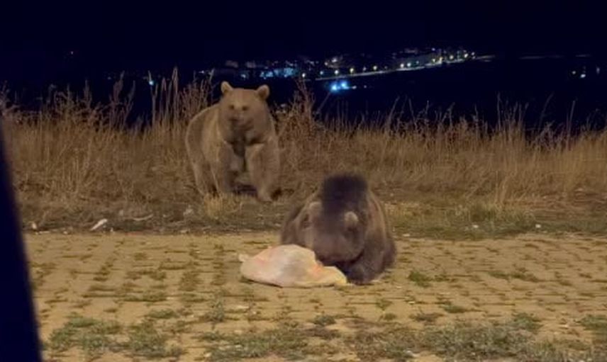 Sarıkamış sokaklarında karnını doyuran ayılar günlük rutine dönüştü
