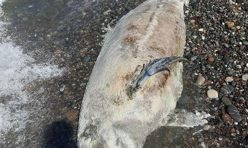 Karaya vuran yunus Cide'de belediye ekiplerince kaldırıldı