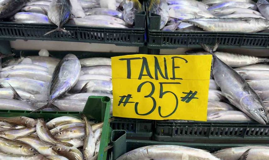 Palamut bolluğunda ambalaj balığın değerini aşıyor