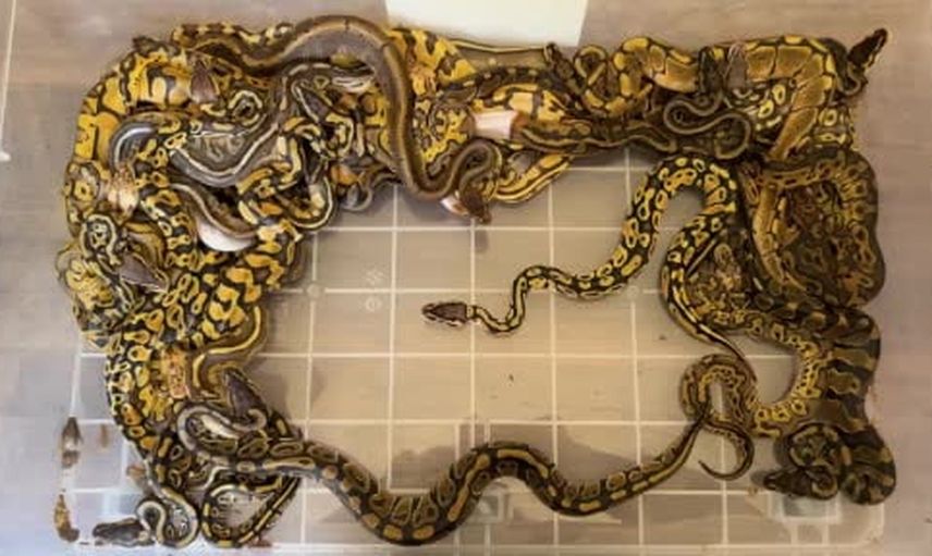Kapıkule'de 67 piton yakalandı: yaban hayatı kaçakçılığına darbe