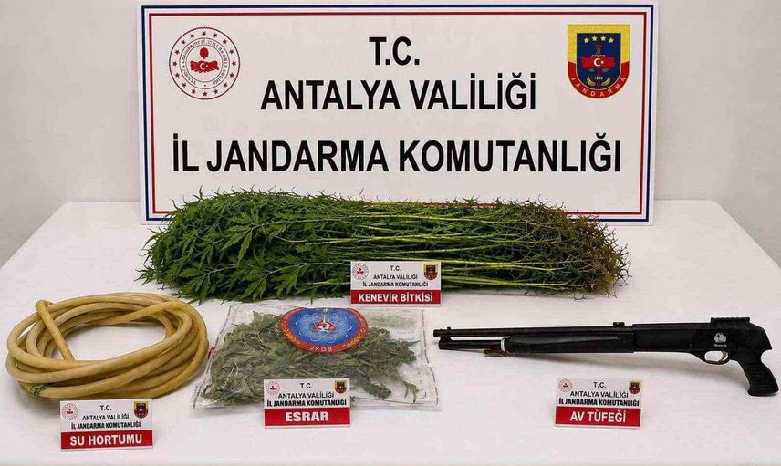 Alanya'da jandarmadan uyuşturucu operasyonu: 120 kök kenevir ve 290 gram esrar ele geçirildi