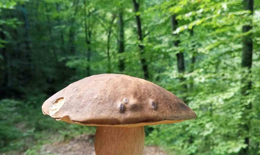 Yağmurun bereketi: Sinop ormanlarında mantar hareketliliği