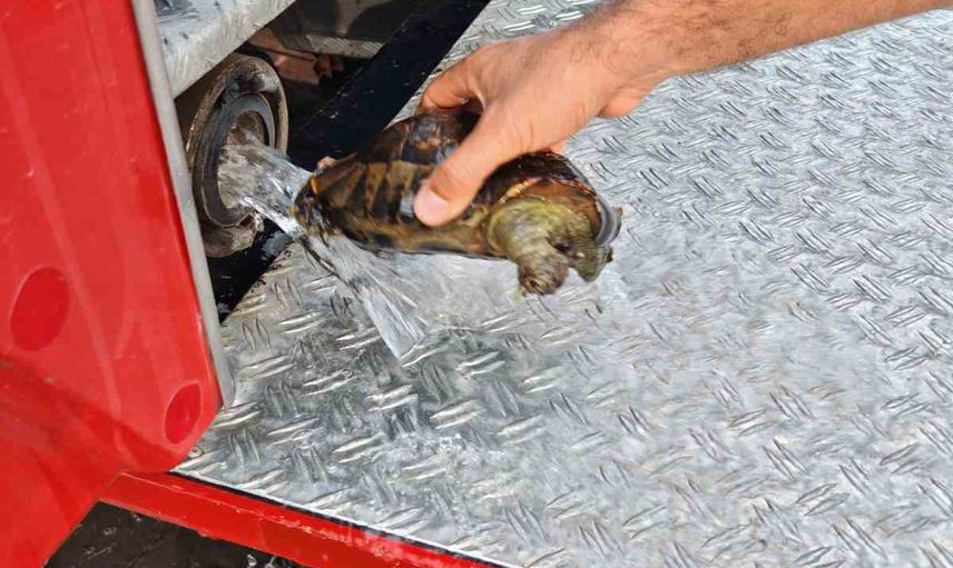 Yalova çalılığında alevlerden 11 kaplumbağa kurtarıldı