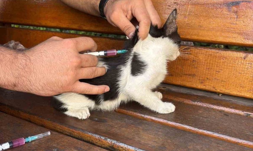 Okul bahçesindeki can dostlar için öğrencilerden örnek sağlık eli