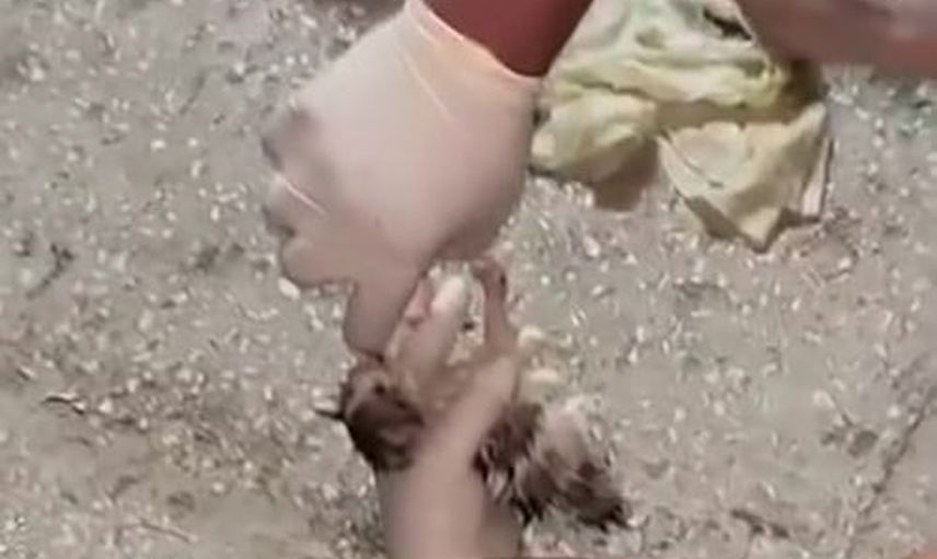 Şükrü Paşa'da koliyle bırakılan yavru kedilere mahalle el uzattı