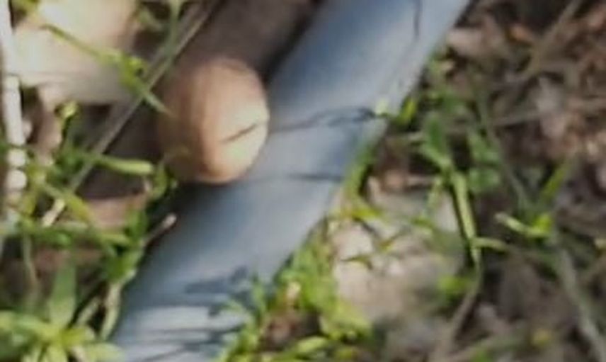 bahçede ceviz telaşı: iki sincap ve mizah dolu anlar