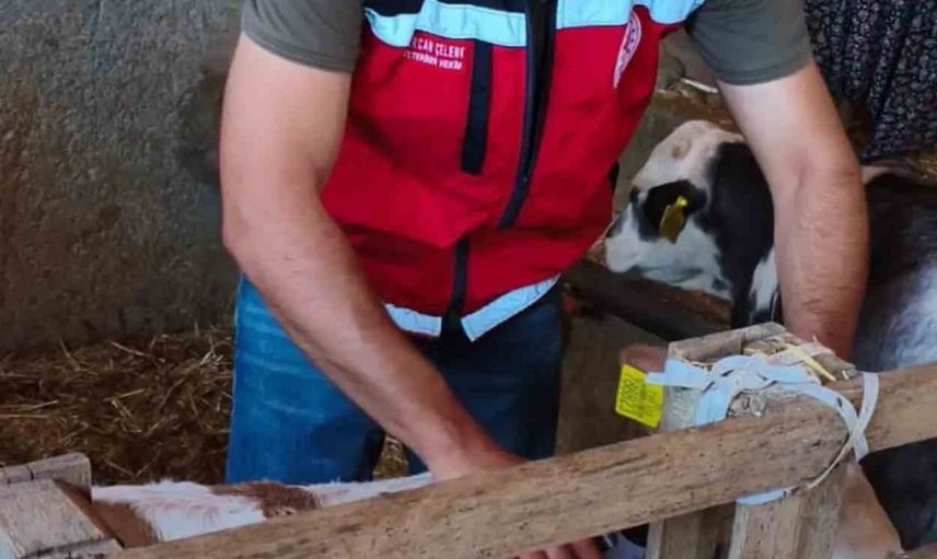 Adıyaman'da hayvancılık için koruyucu seferberlik: büyükbaşlar şap aşısıyla korunuyor
