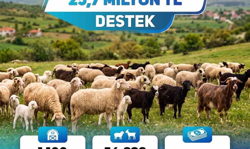 Denizli küçükbaş üreticileri 25,7 milyon liralık destekle üretimi güçlendiriyor