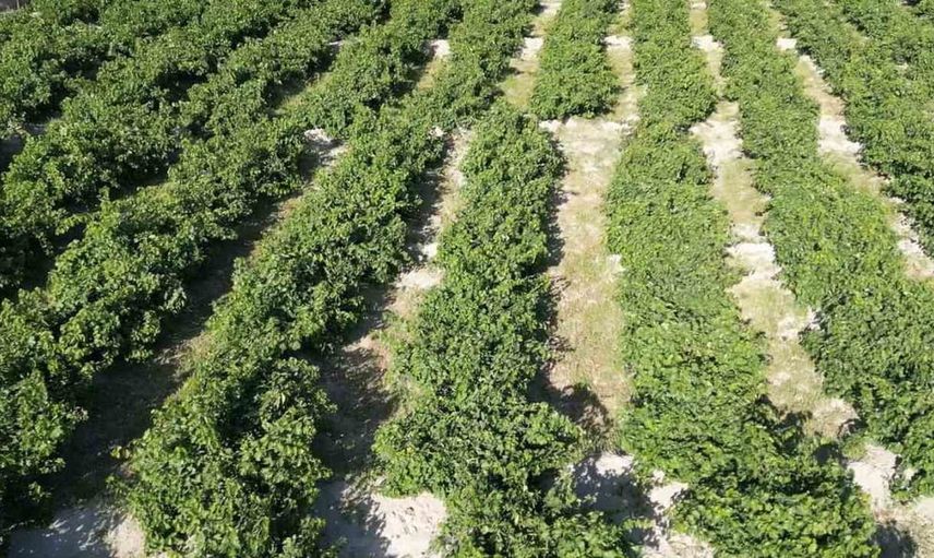 Binlerce yıllık miras erciş üzümünde hasat dönemi