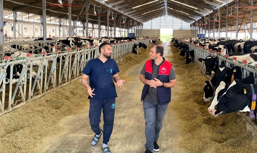 Pınarhisar osmancık'ta çiftlikte üçüz buzağı sevinci