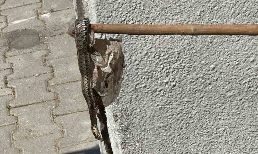 Yakamoz Sitesi'nde yılanlar yaşamı gölgeliyor