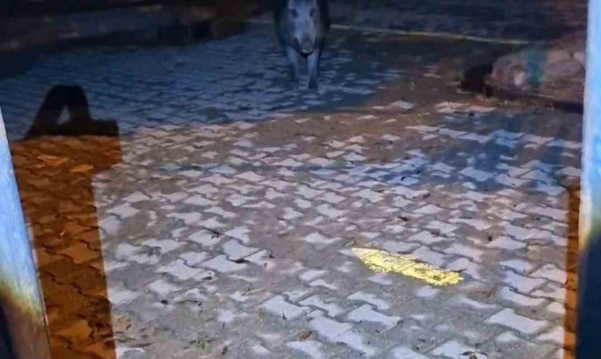 Tunceli'de bahçeye giren yaban domuzu ev sahibiyle gerilim yaşattı