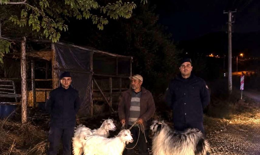 Söğüt'te kaybolan küçükbaşlar jandarmanın devriyesiyle bulundu