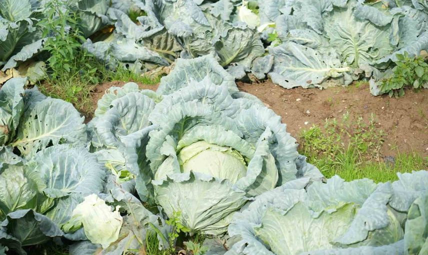 Muş ovası'nda corti sezonu başladı: hasat 165 milyon liralık katkı hedefliyor
