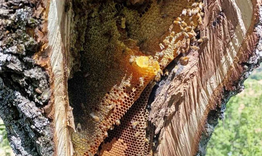 Kovuğundan çıkan kilo kilo bal Palu kırsalında dikkat çekti