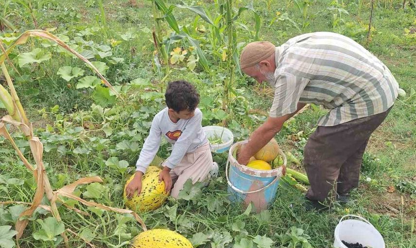 türkeli'de iki dönümlük aile bahçesi büyük kavun ve karpuz verdi