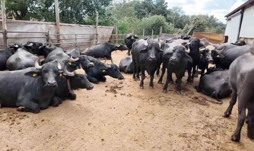 Sabah 05.00'te başlayan manda mesaisi: Tekirdağlı kadınların üretim öyküsü