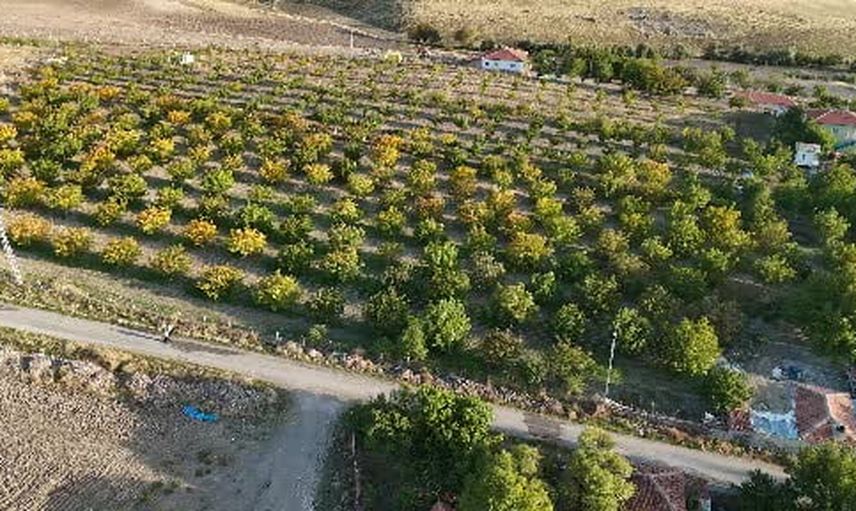 Ceviz rekoltesi üreticiyi sevindirirken fiyatlar endişelendiriyor