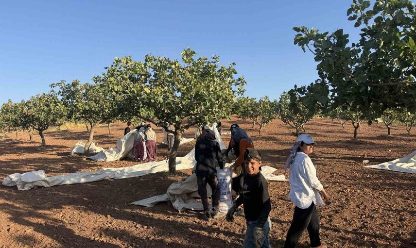 Siirt'te fıstık üreticileri mevsim zorluklarına rağmen hasada başladı