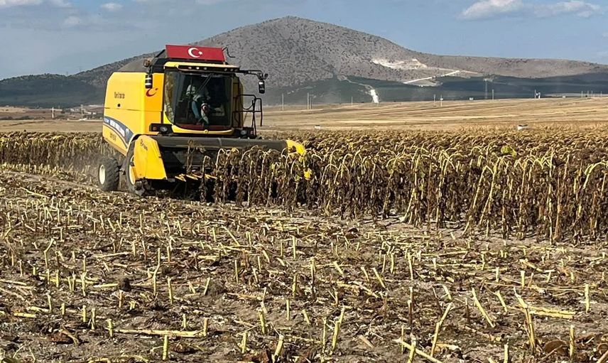 Altıntaş'ta çiftçinin yanında: Kuyucak köyünde ayçiçeği hasadı yerinde denetlendi