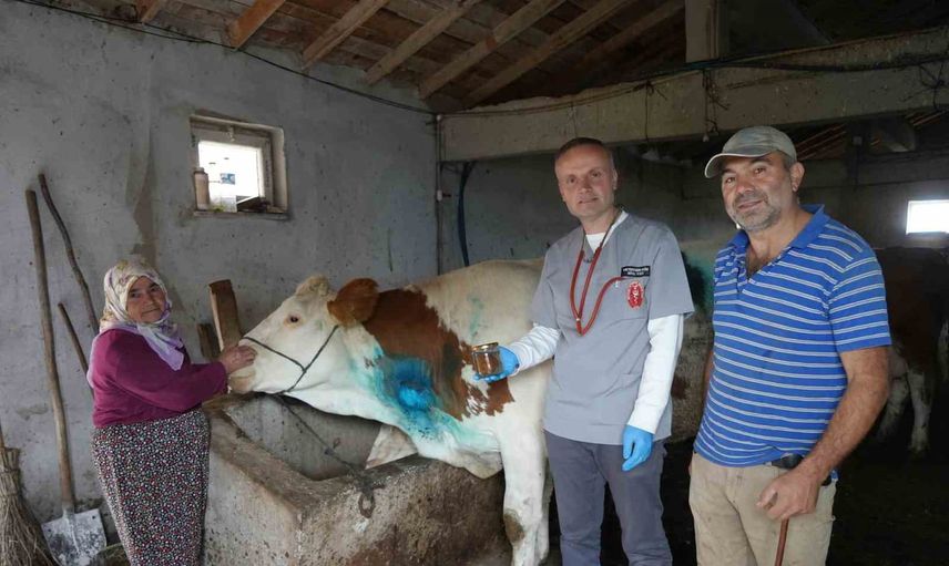 Kastamonu'da ahırda yapılan 2 saatlik operasyonla armut yutan gebe inek kurtarıldı