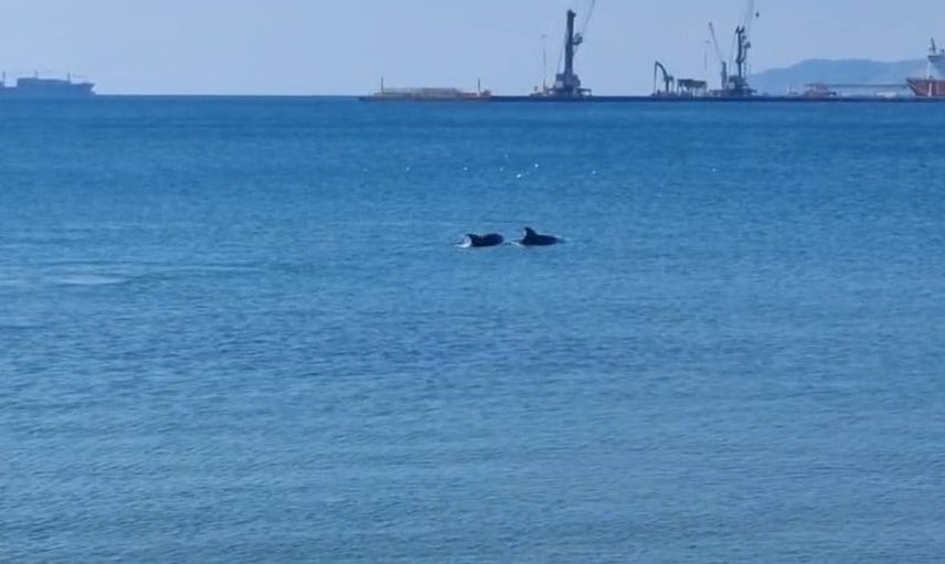 Tekirdağ sahilinde yunusların kısa ziyaret anı görüntülendi