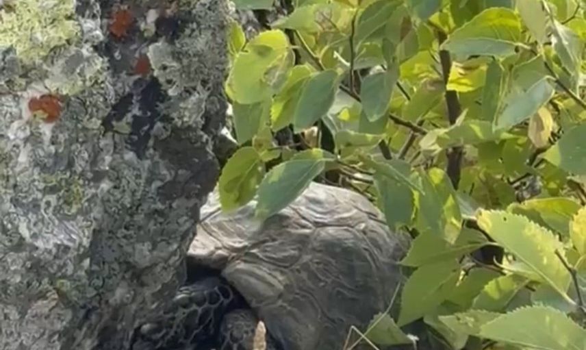 Kayalıklarda saklanan kaplumbağayı vatandaşlar kurtardı