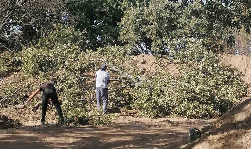 Adramytteion kazı alanında genişleme için 6 meşe ağacı kesilecek