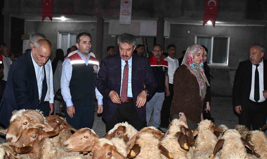 Cizre'de 100 küçükbaş hayvanla kadın çiftçiye üretim desteği