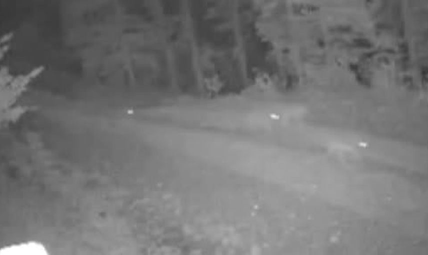 Safranbolu Akkışla'da gece nöbeti: kurt sürüleri hayvanlara saldırdı
